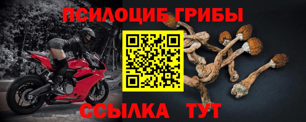 Псилоцибиновые грибы прущие грибы  Галлюциногенные грибы Psilocybe  купить закладку  Каспийск 